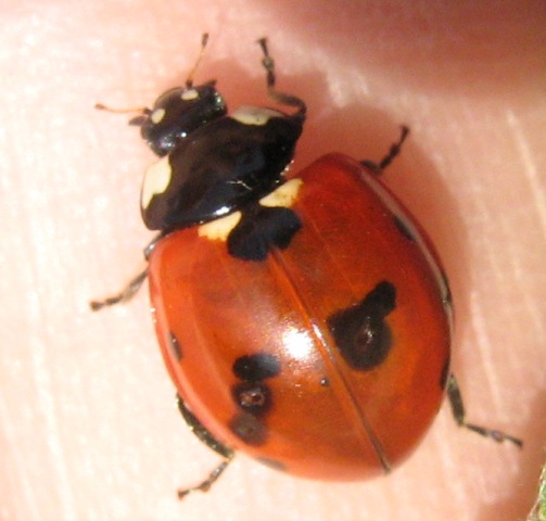 Una strana coccinella